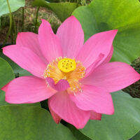 5 เมล็ดพันธุ์ บัว สายพันธุ์ Ju Zi Lotus สีชมพู นำเข้าจาก อเมริกา เพาะปลูกและเก็บเมล็ดในไทย ขยายพันธุ์ในไทยได้