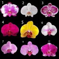 30 เมล็ดพันธุ์ เมล็ดกล้วยไม้ ฟาแลนนอปซิส (Phalaenopsis Orchids) Orchid flower seeds อัตราการงอก 80-85%