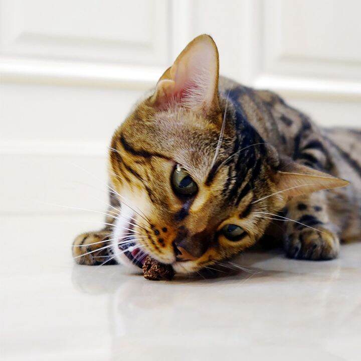 cat-amp-kitten-teething-toys-silvervine-gall-fruit-sticks-for-cats-interactive-cat-toy-for-aggressive-chew-toys