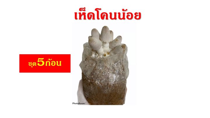 เห็ดโคนน้อย-ชุด-5-ก้อน-ราคา-70-บาท