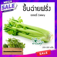 ขึ้นฉ่ายฝรั่ง ? ขึ่นฉ่าย เซเลอรี่ Celery  200 เมล็ด  เมล็ดคุณภาพเกรดเอ อัตราการงอกสูง?