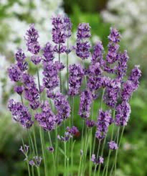 Philippines Ready Stock 200pcs/bag Lavandula Seeds English Lavender