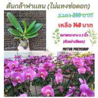 ฟาแลนนอปซิส สีชมพู (ไม่เเทงช่อ) ไซส์กลาง กระถาง 2.5 นิ้ว Phalaenopsis