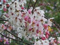 50 เมล็ด เมล็ดพันธุ์ กัลปพฤกษ์ (Pink cassia) ดอกสีชมพูขาว