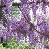 10 เมล็ดพันธุ์ เมล็ด วิสทีเรีย สายพันธุ์ Wisteria Sinensis ดอกไม้ฟูจิ ไม้เถาวัลย์ ไม้ดอก ไม้เลื้อย ไม้ประดับ (Wisteria) Seeds