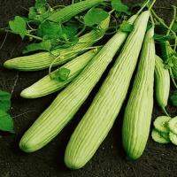 แตงกวาขาวยาว (Armenian Yard long Cucumber)