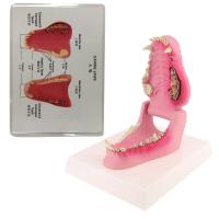 Dog Tooth Anatomy Model Canine Veterinary Animal Skeleton การสอนสัตวแพทย์