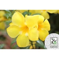 ต้นบานบุรีดอกสีเหลือง (Yellow Allamanda) ต้นสูงประมาณ 15-30 ซม. | ขายในถุงดำ