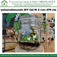 สวนขวด ชุดจัดสวนในขวดแก้ว DIY ไซต์ M-2 ราคา 479 บาท