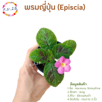 [31]พรมญี่ปุ่น "ฮาโมนี่ สลิงกี้ พิ้งค์" (Harmony SlinkyPink) ใบสีเขียวผสมดำ ดอกชมพู ส่งในกระถาง 3