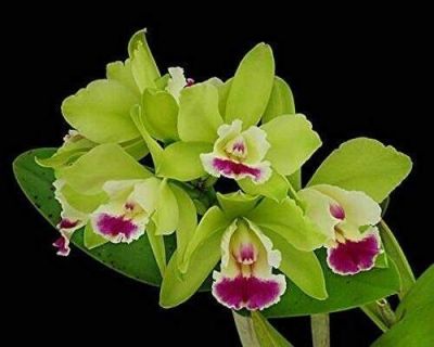 30 เมล็ดพันธุ์ เมล็ดกล้วยไม้ แคทลียา (Cattleya Orchids) Orchid flower seed อัตราการงอก 80-85%.