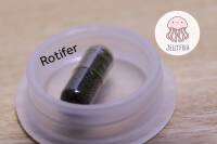 โรติเฟอร์ (Rotifer) อาหารในการอนุบาลลูกปลาน้ำจืด