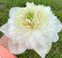 5 เมล็ด บัวนอก บัวนำเข้า บัวสายพันธุ์ WHITE PEONY LOTUS (BAI MUDAN) สีขาว สวยงาม ปลูกในสภาพอากาศประเทศไทยได้ ขยายพันธุ์ง่าย เมล็ดสด