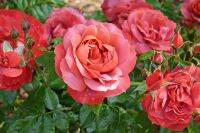 10 เมล็ด Rose Seeds เมล็ดพันธุ์ กุหลาบพวง ราชินีแห่งดอกไม้ สัญลักษณ์ความรักและโรแมนติก สายพันธุ์ฟลอริบันด้า Foribunda Rose Hot Chocolateสีช็อคโกแลต