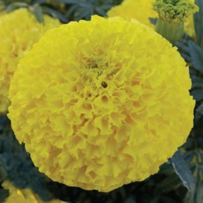 เมล็ดพันธุ์ ดาวเรือง มหาโชค สีเหลือง จำนวน 1,000 เมล็ด  ดอกใหญ่ ให้ผลผลิตสูง สำหรับตัดดอกจำหน่าย ร้อยมาลัย ใส่แจกัน