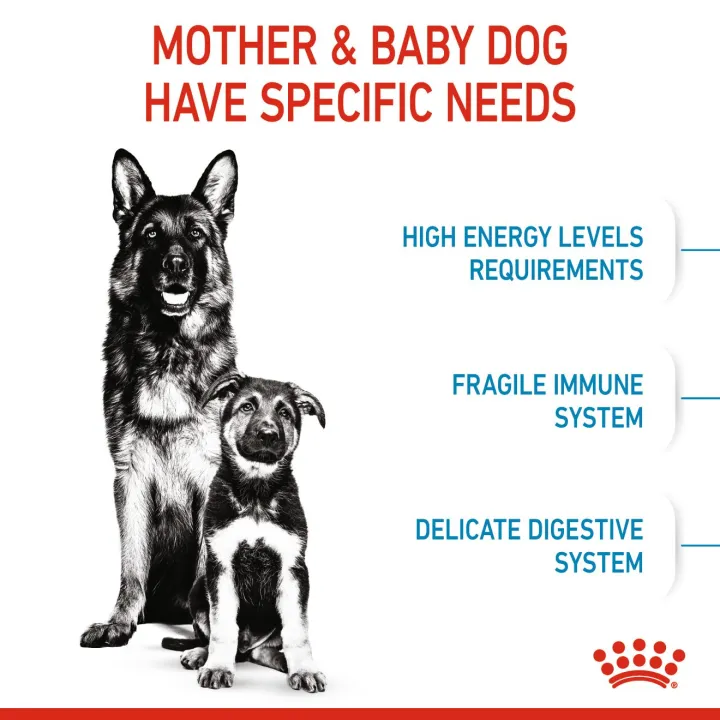 royal-canin-maxi-starter-1-kg-ออาหารแม่สุนัข-และลูกสุนัขพันธุ์ใหญ่-ชนิดเม็ด-maxi-starter