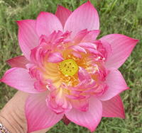 5 เมล็ด บัวนอก บัวนำเข้า บัวสายพันธุ์ double Flecked Peach LOTUS สีชมพู สวยงาม ปลูกในสภาพอากาศประเทศไทยได้ ขยายพันธุ์ง่าย เมล็ดสด