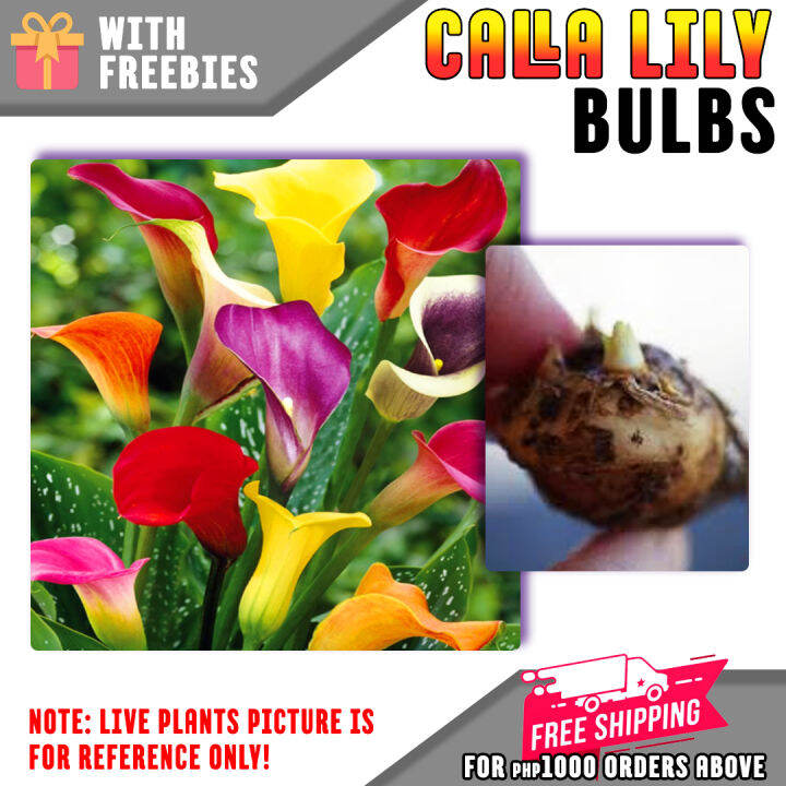Calla lily bulbs are easy to grow and flowers. (BULBS ONLY NOT LIVE