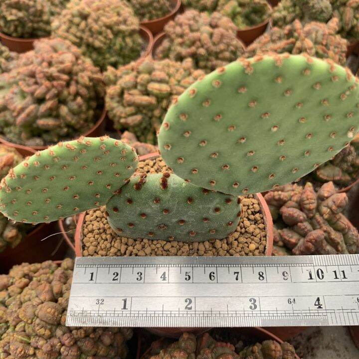 promotion-hongtg-เพชรไม้ลำ-แคคตัส-cactus-opuntia-rufida-หรือ-blind-prickly-pear-6-8cm-10-12-hot-ต้นไม้-ฟอก-อากาศ-กระถาง-ต้นไม้-ไม้-ประดับ-ต้นไม้-ปลูก-ใน-บ้าน