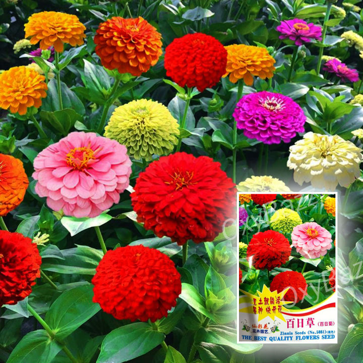 เมล็ดพันธุ์ดอกบานชื่น-กลีบซ้อน-คละสี-200เมล็ด-zinnia-ต้นบานชื่นหลากสี