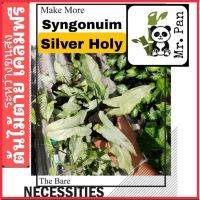 Nadthida Syngonium Silver Holy เงินไหลมา โฮลลี่ หรือ เงินศักสิทธิ์ syngonuim silver Holly Nadtida ต้นไม้ตายระหว่างขนส่ง เคลมฟรี