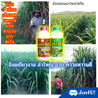 🆓ส่งฟรี ปุ๋ยฉีดอ้อย เขียวงาม ลำใหญ่ ลำอวบ เร่งหวาน น้ำหนักดี ปุ๋ยน้ำ ปุ๋ยทางใบ