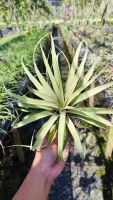 Tillandsia capitata yellow ทิลแลนเซีย คาปิตาตาดอกสีเหลือง