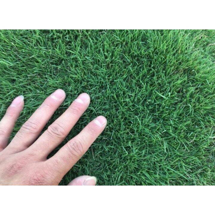Bermuda Grass Seeds 50grams ( 200 seeds ) Basic Farm House Lazada PH
