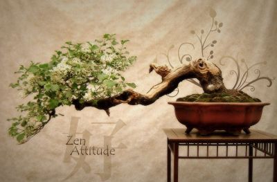 ■ Bonsai Tree Zen การทำสมาธิพระพุทธรูปพุทธศิลปะภาพพิมพ์ผ้าไหมโปสเตอร์ Home Wall Decor
