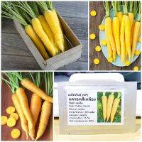 เมล็ดพันธุ์ แครอทสีเหลือง (Solar Yellow Carrot Seed) 300 เมล็ด คุณภาพดี ราคาถูก ของแท้