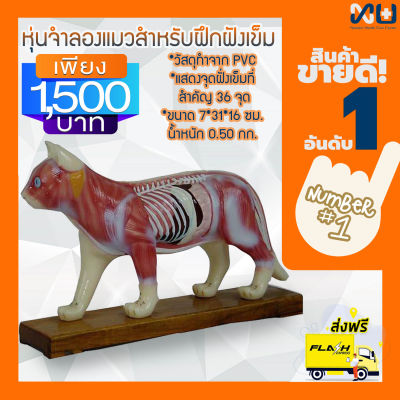 Anatomy model: NK- 605 หุ่นจำลองแมวสำหรับฝึกฝังเข็ม