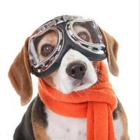 ZZOOI Foldable Dog Sunglasses Anti-UV Dog Glasses Pet Aviator Shooting Dog Goggles for Travel Ski Windproof Glasses Pet Accessories