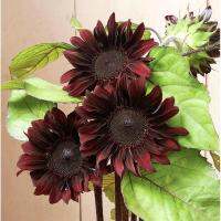 เมล็ดพันธุ์ ทานตะวันเรดเฮดจ์ สีแดงเข้ม (Red Hedge Sunflower Seed) คุณภาพดี ราคาถูก ของแท้ 100%