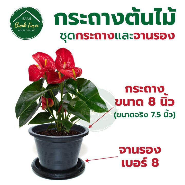 จานรองกระถาง8-นิ้ว-สีดำ-1-10ใบ-จานรองกระถางราคาถูก-จานรองกระถางพลาสติก-จานรองต้นไม้-l-บ้านแบงค์ฟาร์ม