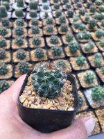 ส่งทั้งกระถาง-แมมหนามพิกุล# Mammillaria Mammilallis # cactus #แมมดอกพิกุล #แคคตัสราคาถูก# กระบองเพชร # พืชทนแล้ง # ต้นไม้ทะเลทราย