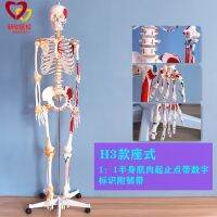 180 cm 1:1 the human body skeleton model simulation bonesetting assembles toy medical teaching removable muscles