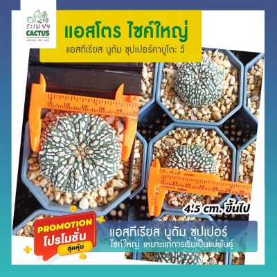 ( PRO+++ ) โปรแน่น.. แอสโตร ไซค์ใหญ่ หน้าขาวๆลุ้นVสบาย *เลือกต้นได้ ไม้คัดพิเศษ แอสโตรไฟตัม Astrophytum เพชร แคคตัส ราคาสุดคุ้ม พรรณ ไม้ น้ำ พรรณ ไม้ ทุก ชนิด พรรณ ไม้ น้ำ สวยงาม พรรณ ไม้ มงคล