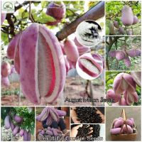 เมล็ดพันธุ์ เมล่อนเดือนสิงหาคม August Melon Seeds Bonsai Fruit Seeds for Planting Plants ต้นพันธุ์ผลไม้ เมล็ดพันธุ์พืช พันธุ์ไม้ผล ต้นผลไม้ บอนไซ ต้นไม้ ต้นไม้ประดับ พันธุ์ไม้หายาก เมล็ดพันธุ์ผัก เมล็ดพันธุ์แท้ 100% ปลูกง่าย ปลูกได้ทั่วไทย บรรจุ 50 เมล็ด