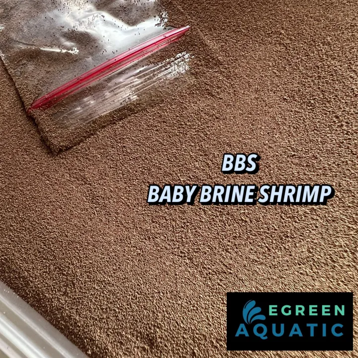 Finest Quality Baby Brine Shrimp BBS 50g (Ready to Feed, No Need to