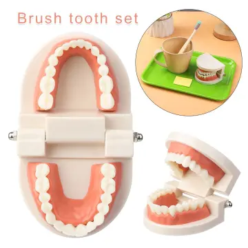 Teeth Brushing Toy - Best Price in Singapore - Dec 2023