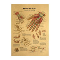 【H171】Human Body Illustration - Hand And Wrist Kraft Paper Retro Poster Classroom Museum Decoration