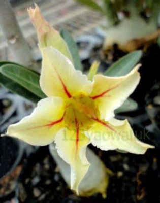 12 เมล็ด เมล็ดพันธุ์ ชวนชม สายพันธุ์ไต้หวัน ดอกสีเหลือง Adenium Seeds กุหลาบทะเลทราย Desert Rose ราชินีบอนไซ อัตรางอก 80-90% มีคู่มือปลูก