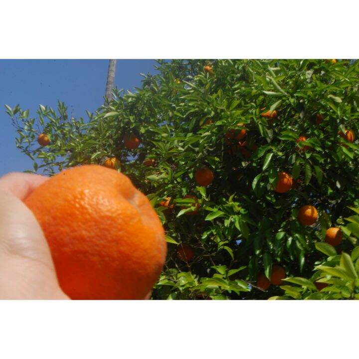 Orange mandarin blood dwarf fruit tree seeds 50pcs lazada ph