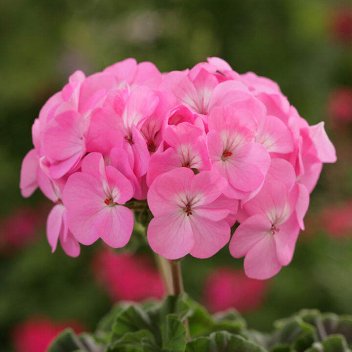 pro-โปรแน่น-เมล็ดพันธุ์-เจอราเนียม-100-เมล็ด-geranium-seeds-เมล็ดบอนสี-บอนสีหายาก-บอนไซ-ต้นไม้-เมล็ดดอกไม้-ต้นไม้มงคล-ราคาสุดคุ้ม-พรรณ-ไม้-น้ำ-พรรณ-ไม้-ทุก-ชนิด-พรรณ-ไม้-น้ำ-สวยงาม-พรรณ-ไม้-มงคล