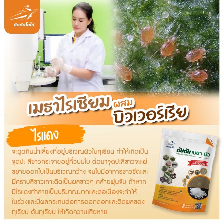 ของเเท้100-ยากำจัดแมลง-500-100-กรัม-บิวเวอร์เรีย-เมธาไรเซียม-กัปตันเมธา-บิว-ยาฆ่าแมลง-มีส่วนผสมของสารจับใบ-ปลอดภัย