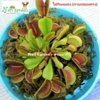 ต้นกาบหอยแครง ถูกสุดๆ พืชกินแมลง ฟันฉลามงับแมลง Venus Flytrap (ส่งทั้งกระถาง 3 - 4 นิ้ว)