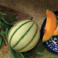 เมล็ดพันธุ์ เมล่อนดาวินชี่ ( Da Vinci Melon F1 Seed) บรรจุ 10 เมล็ด คุณภาพดี ราคาถูก ของแท้ 100%