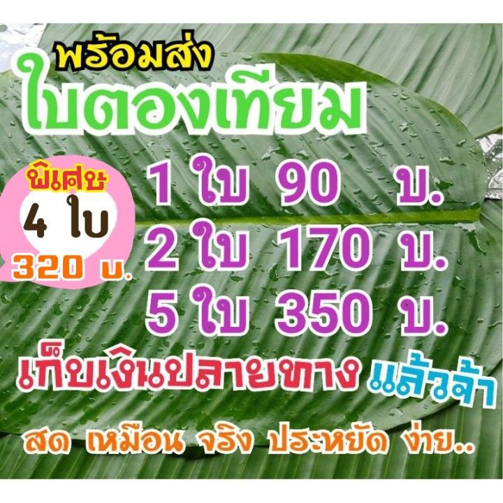 pro-โปรแน่น-ใบตองปลอม-ใบตองเทียม-ใบตอง-สด-ธรรมชาติ-ใบตองพลาสติก-ใบตองตกแต่ง-ใบกล้วย-กล้วย-banana-leaf-ใบไม้-ใบไม้ปลอม-ตกแต่ง-bg-ราคาสุดคุ้ม-พรรณ-ไม้-น้ำ-พรรณ-ไม้-ทุก-ชนิด-พรรณ-ไม้-น้ำ-สวยงาม-พรรณ-ไม้-