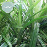 เมล็ดพันธุ์คุณภาพสูง Pandan Plant Pandanus amaryllifolius