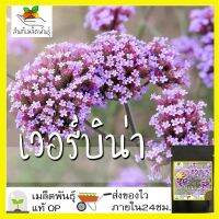 เมล็ดพันธุ์ เวอร์บิน่า  เมล็ด Verbena Tenuisecta seeds เมล็ดพันธุ์แท้ 100% นำเข้าจากต่างประเทศ ถูกดี โตไว ขายดี [ไม่ใช่พืช! เป็นเมล็ดพันธุ์] [คลังสินค้าจุด][ขายตรงจากโรงงาน][ของแท้อย่างเป็นทางการ][โปรโมชั่นลดราคา][50 เมล็ดพันธุ์][เมล็ดผลไม้][เมล็ดพันธุ์ผั